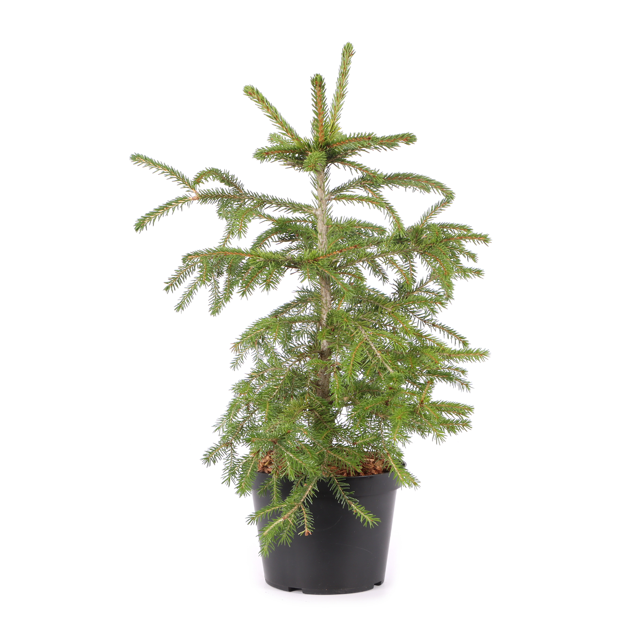 Picea orientalis
