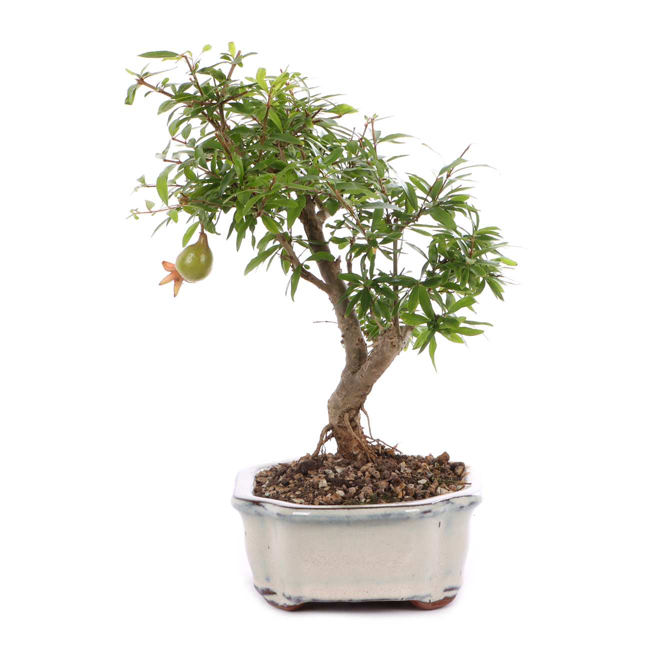 Punica granatum 'Nana'