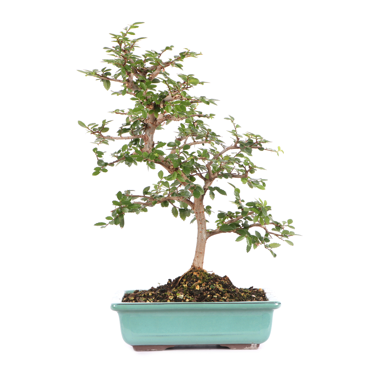 Ulmus parvifolia