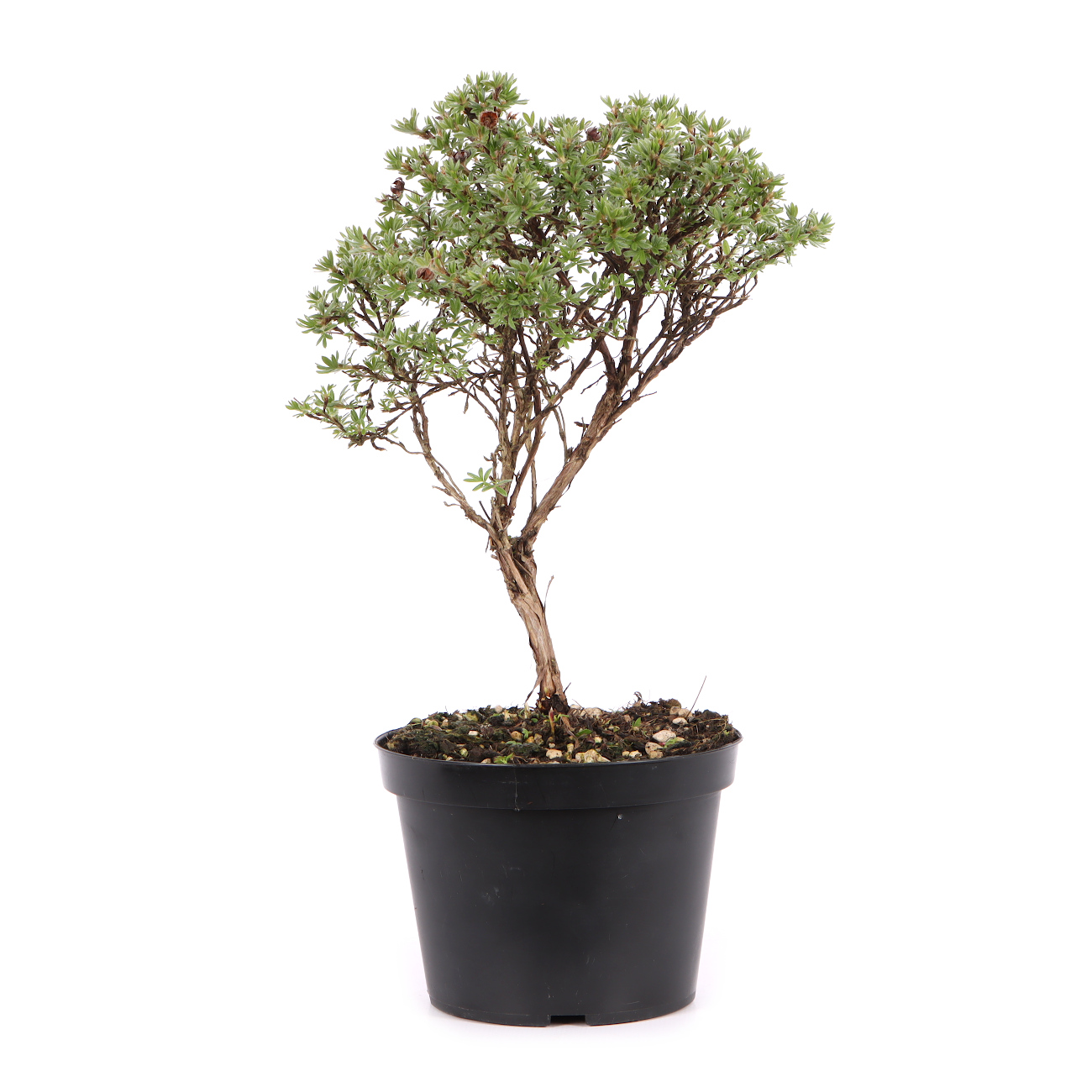 Potentilla fruticosa 'Kobold'