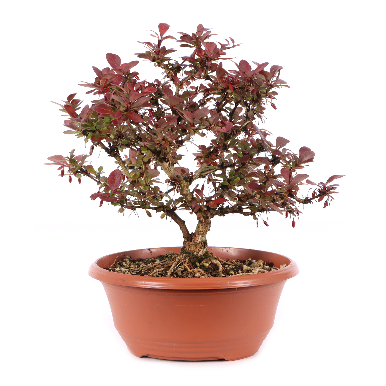 Berberis thunbergii 'Atropurpurea Nana'