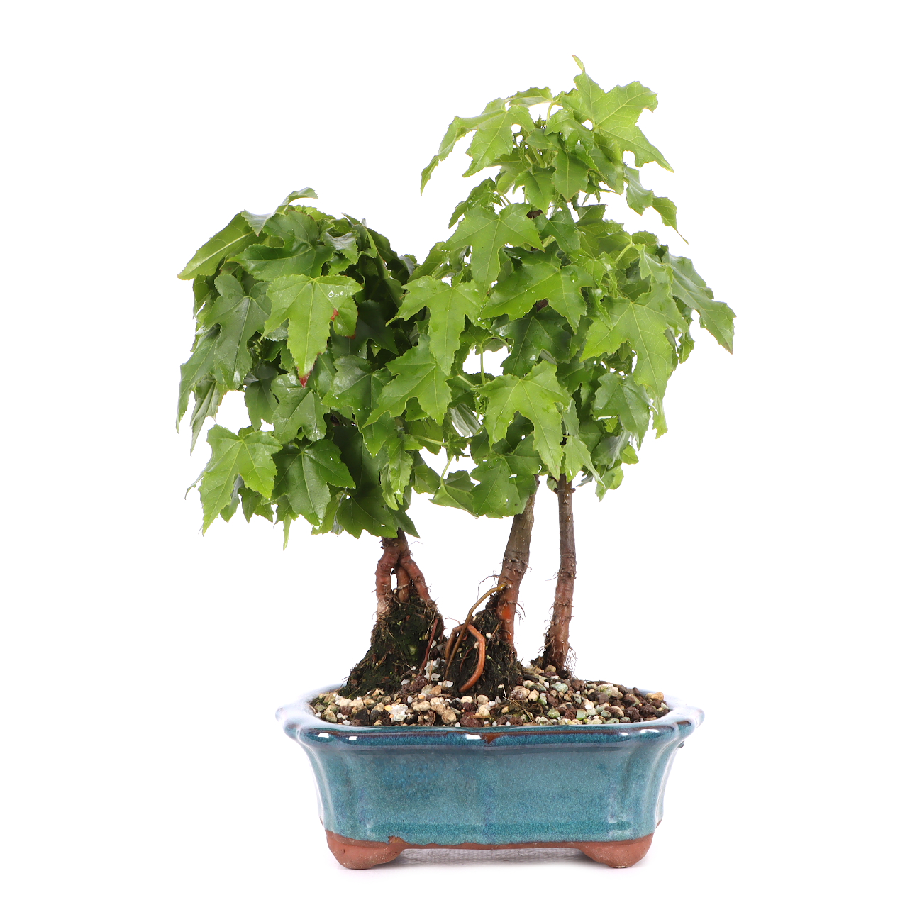 Liquidambar styraciflua 'Nana'