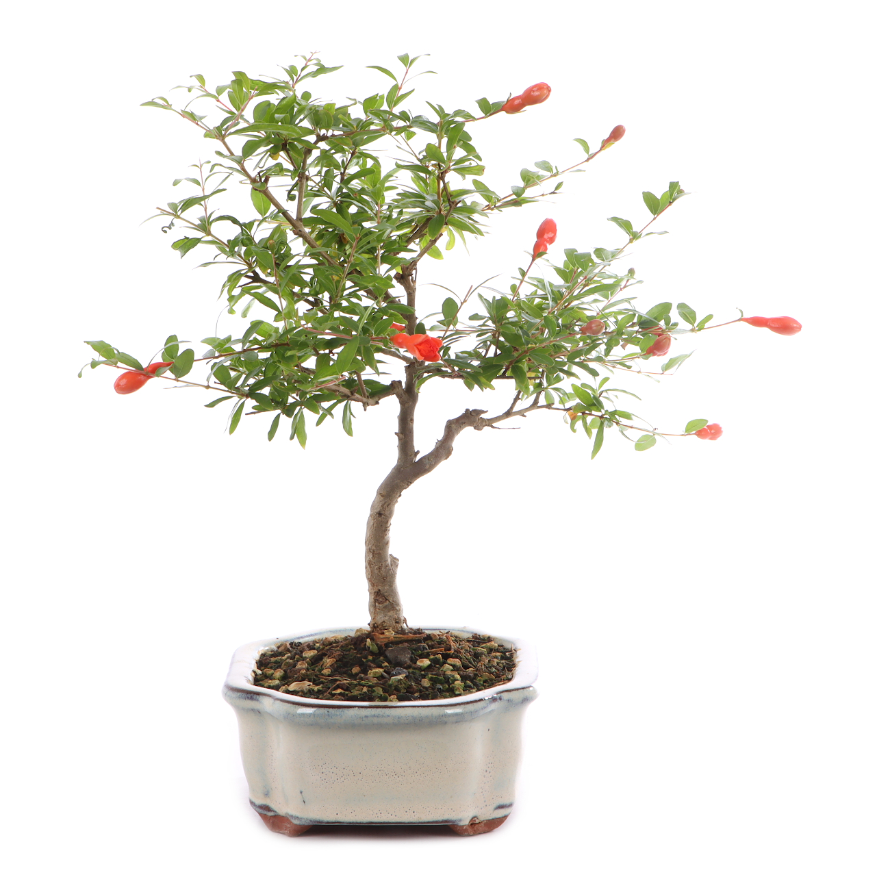 Punica granatum 'Nana'