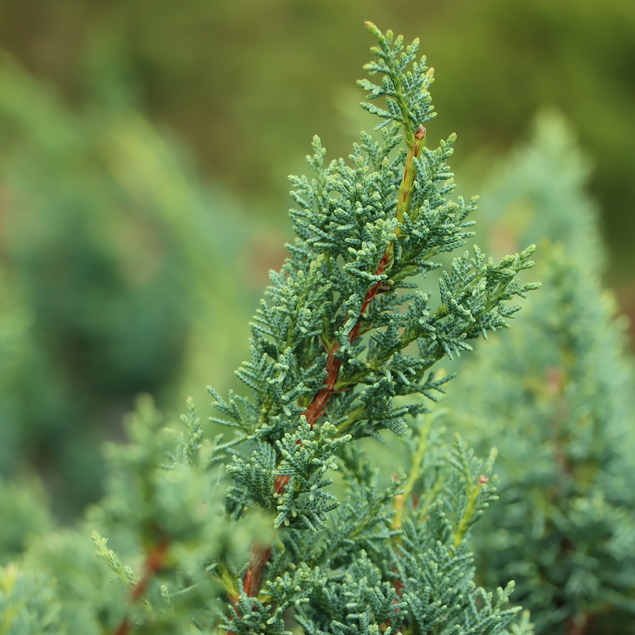 Juniperus chinensis 'Blaauw'