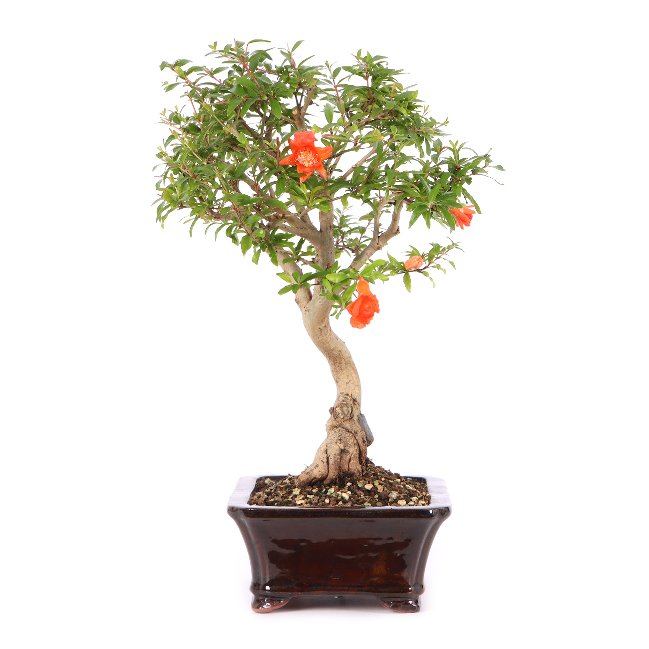 Punica granatum 'Nana'