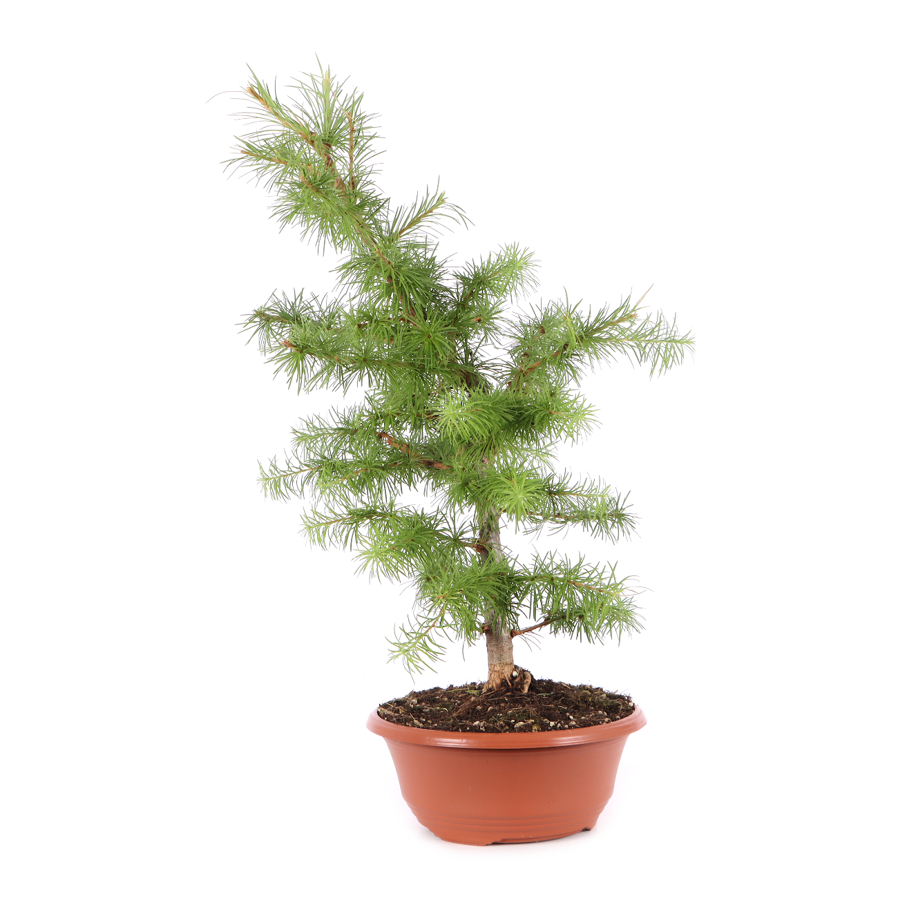 Larix kaempferi