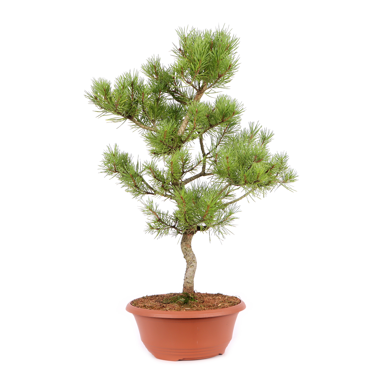 Pinus sylvestris