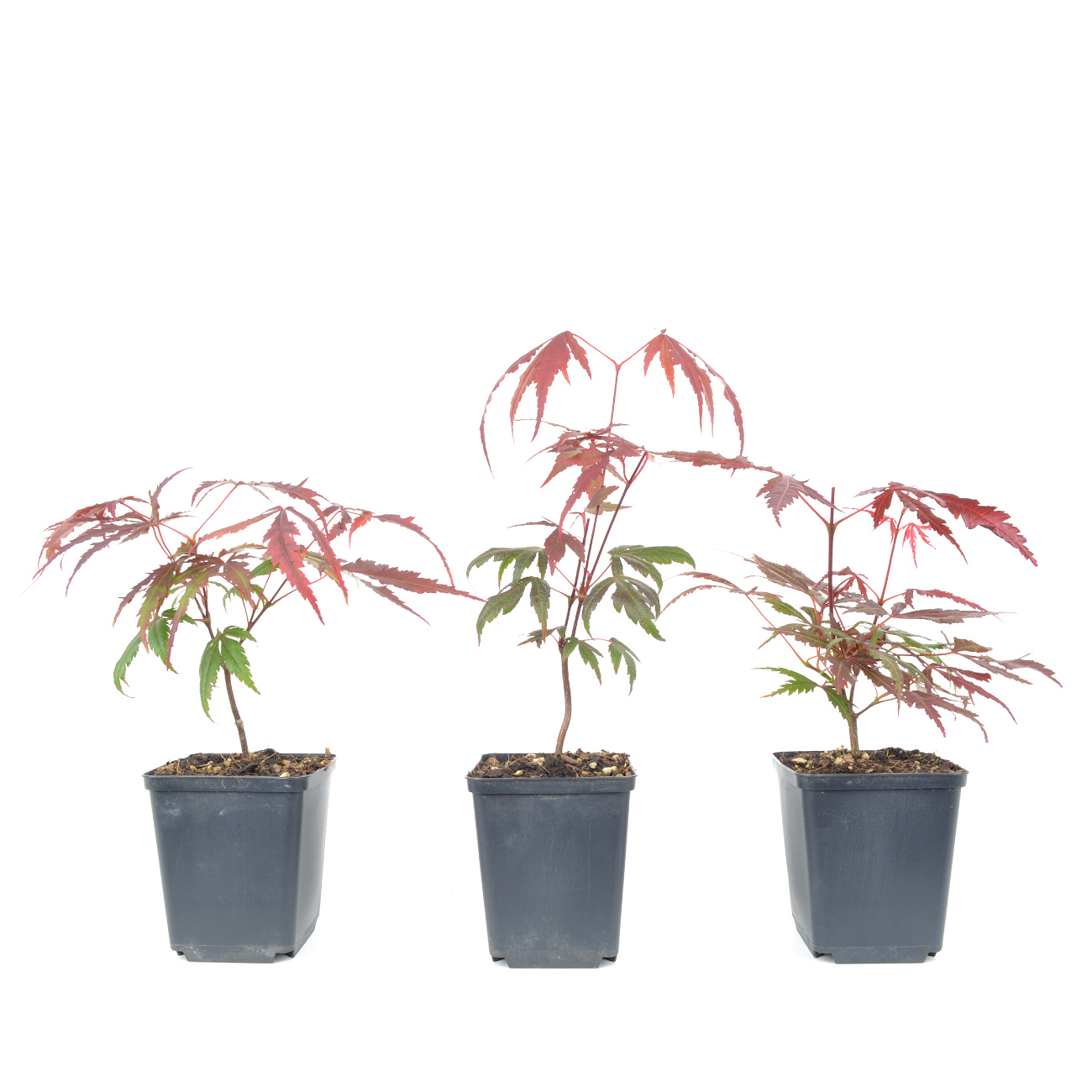 Acer palmatum 'Atropurpureum'