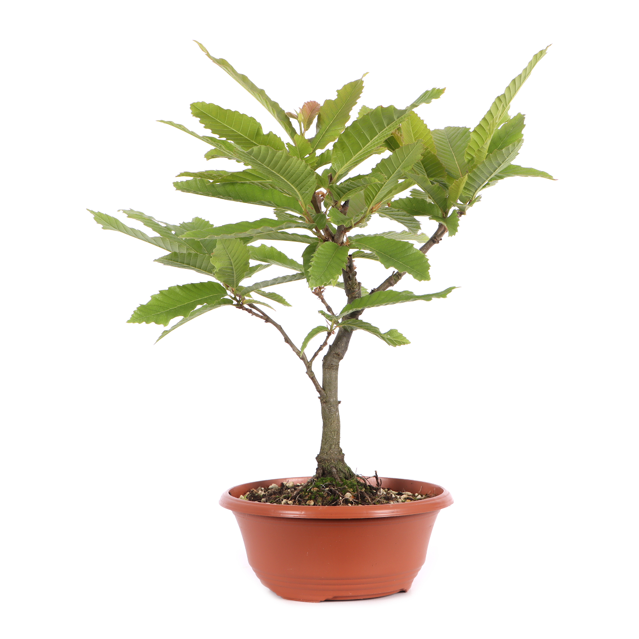 Castanea sativa