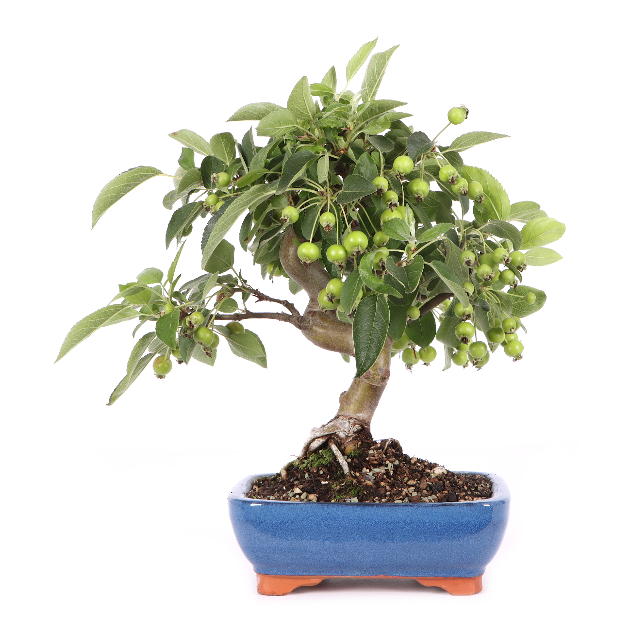 Malus spec.