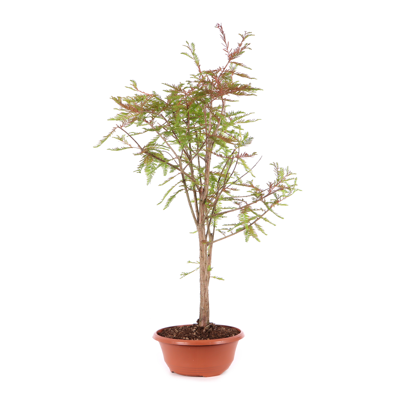 Taxodium distichum