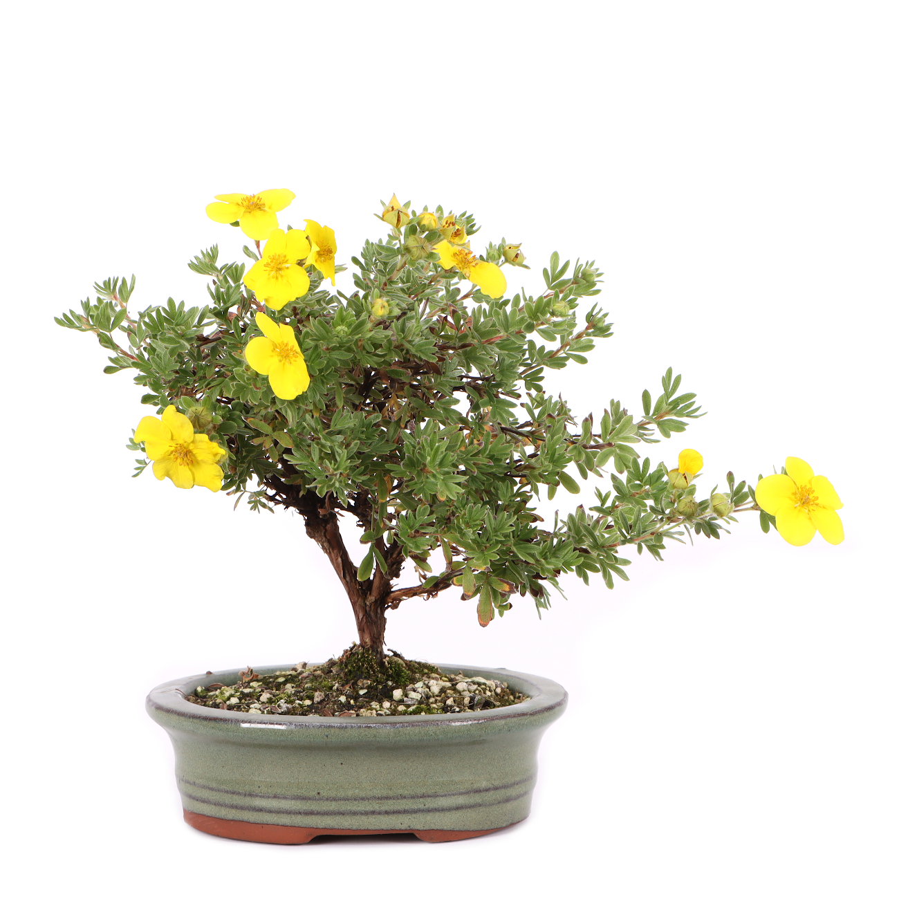 Potentilla fruticosa 'Goldteppich'