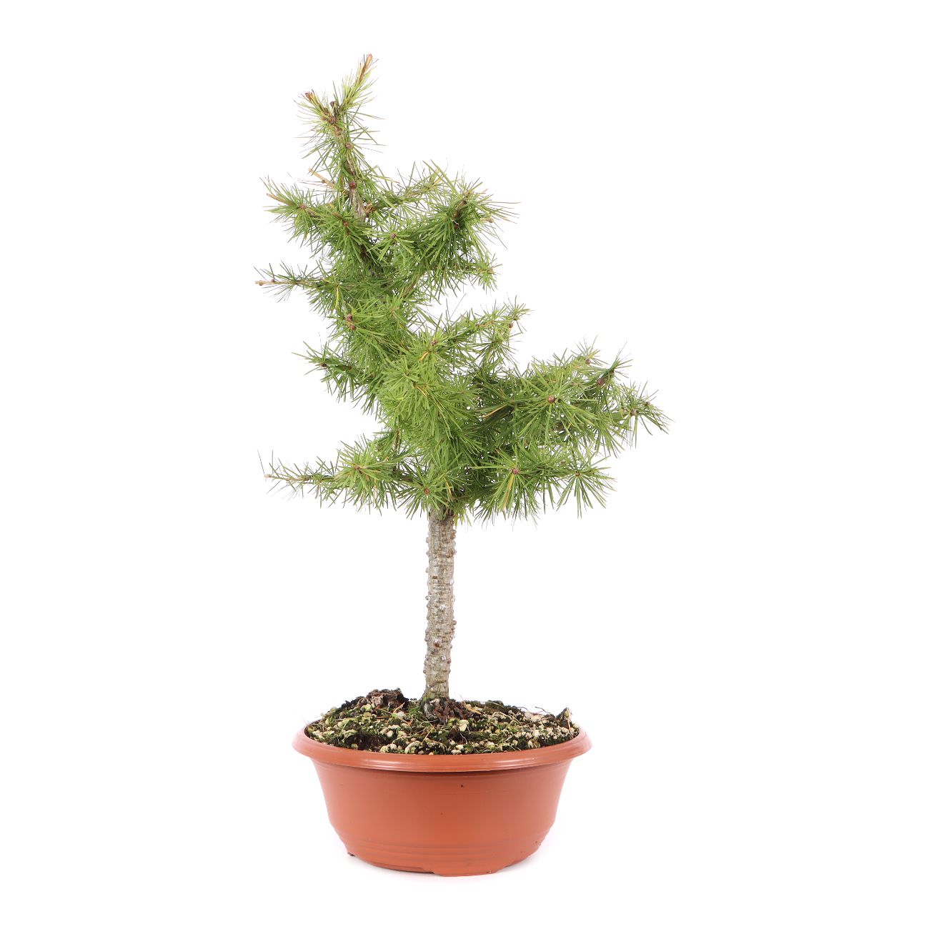 Larix decidua