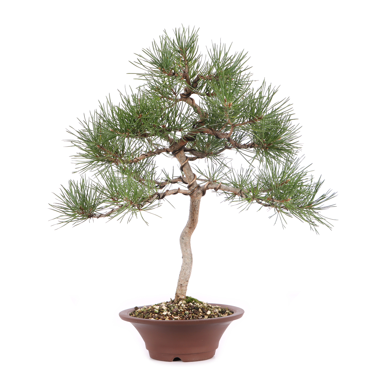 Pinus sylvestris