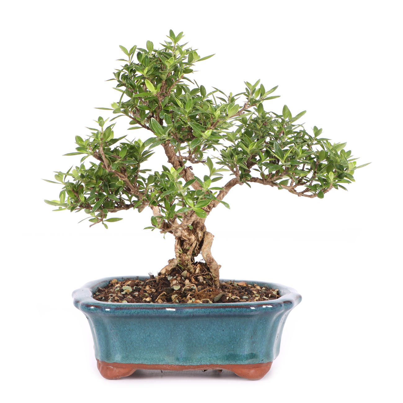 Serissa foetida 'Variegata'