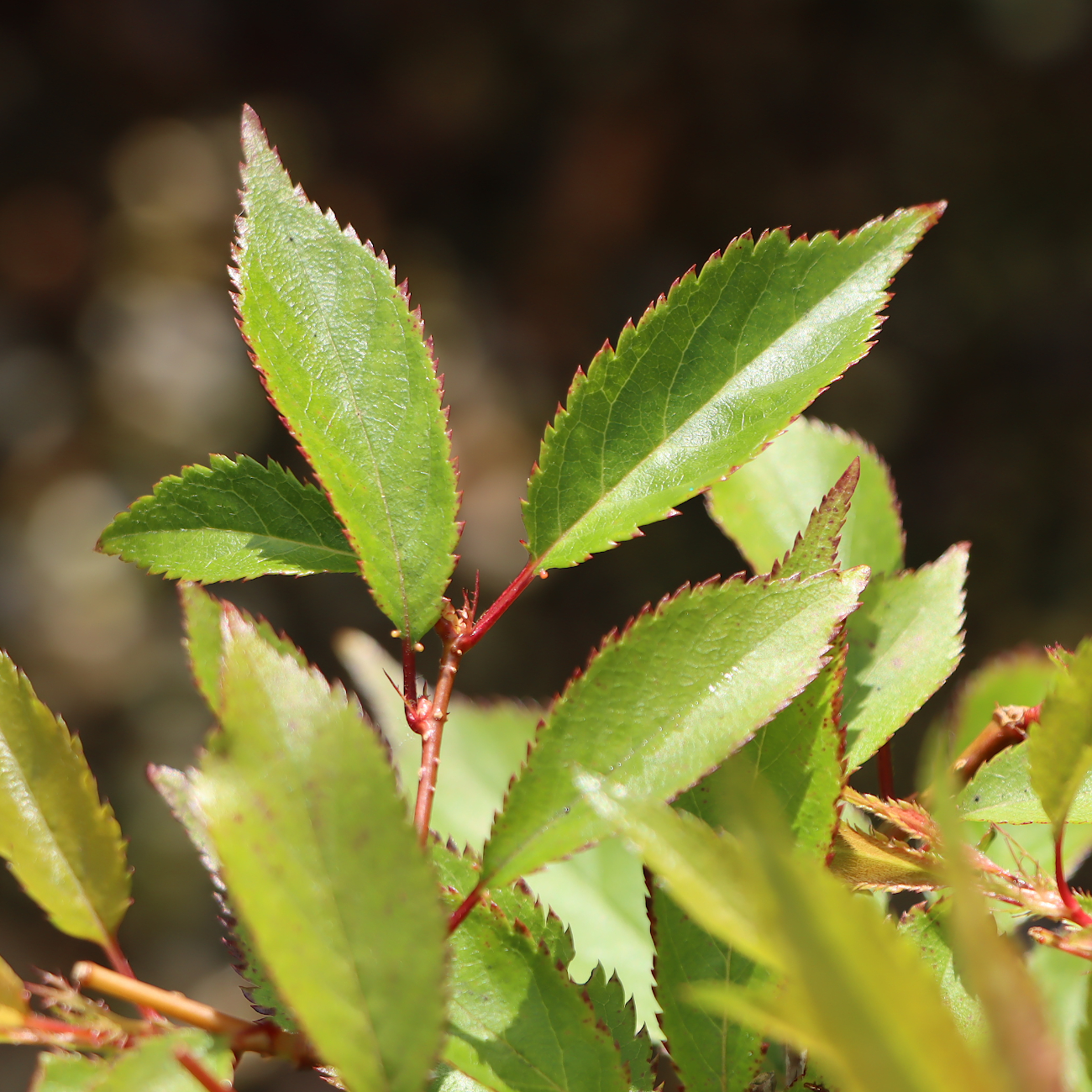 Prunus subhirtella 'Okame'