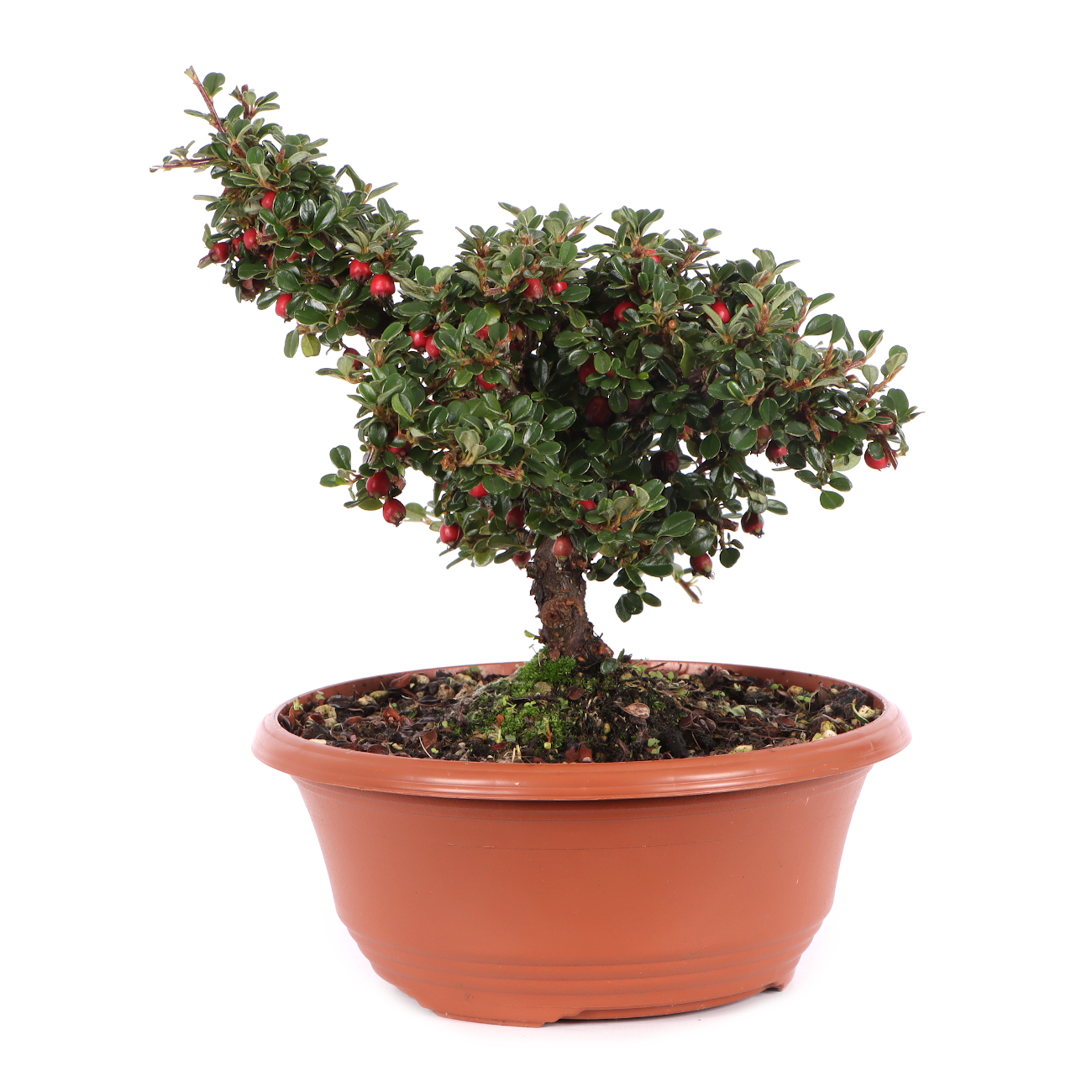 Cotoneaster microphyllus 'Cochleatus'