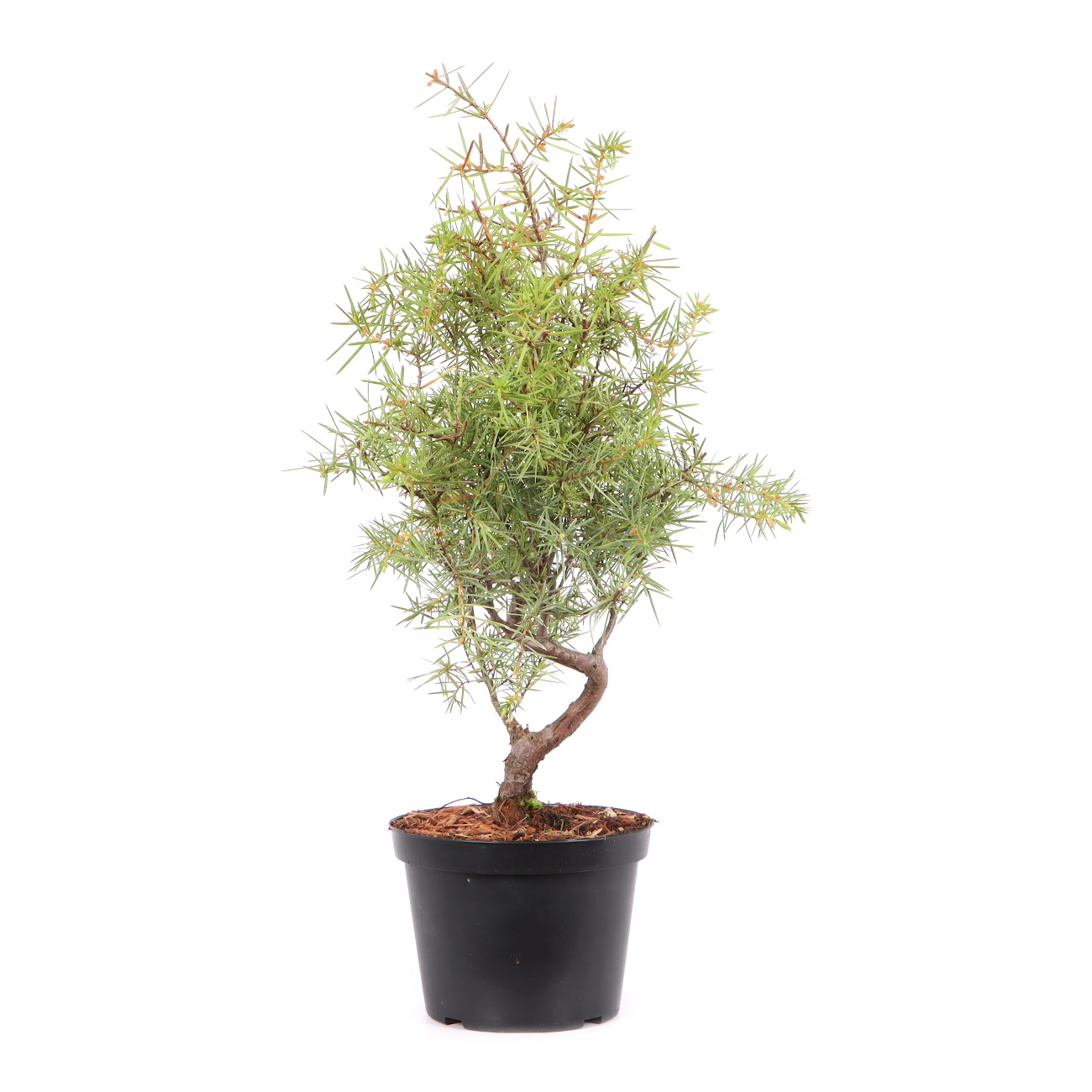 Juniperus communis