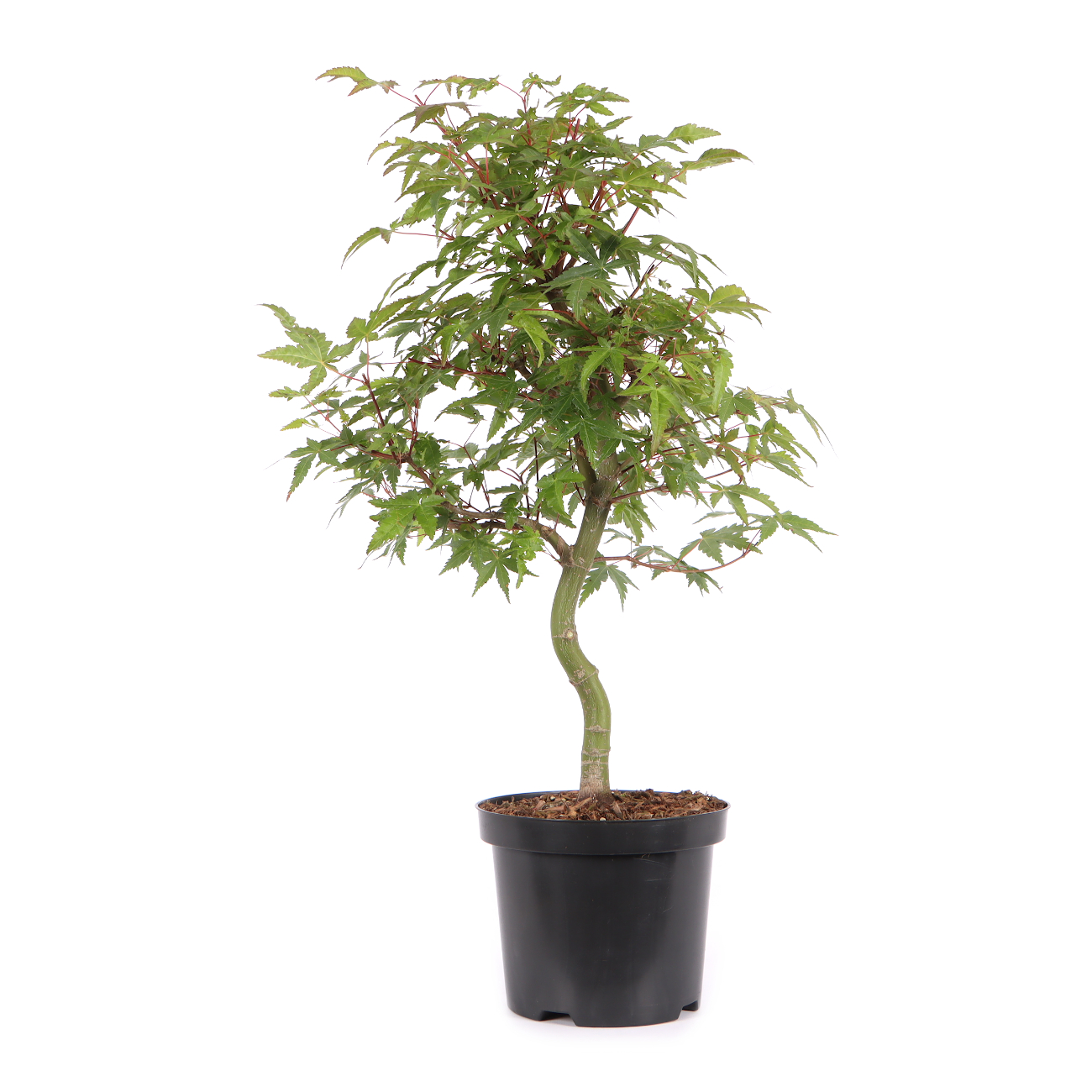 Acer palmatum