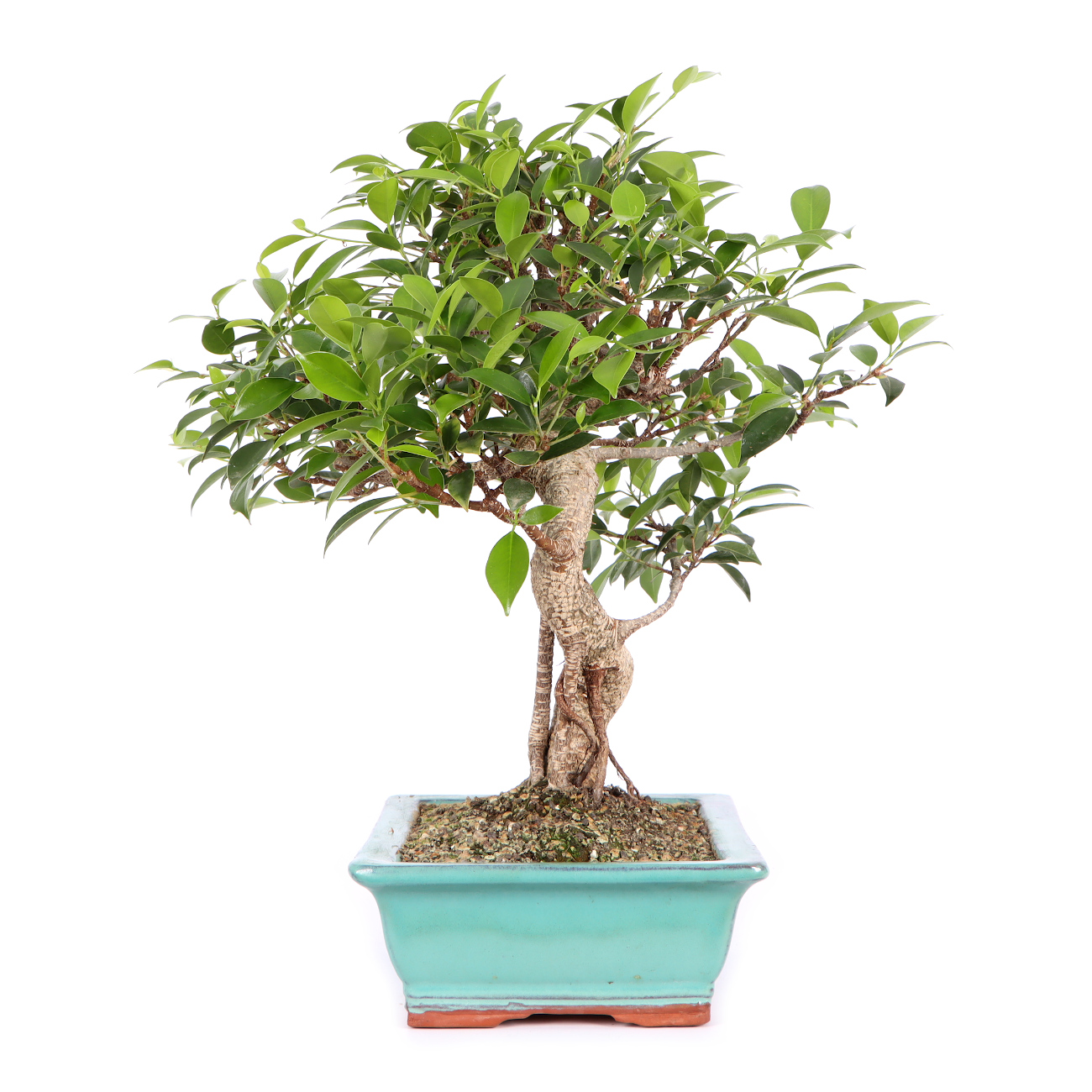 Seitenansicht rechts