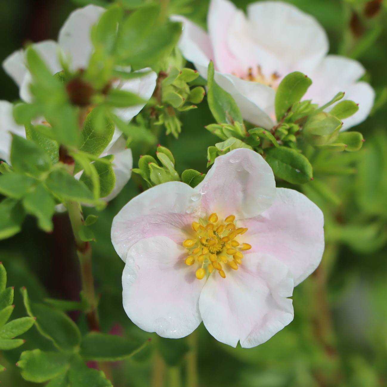 Blüte