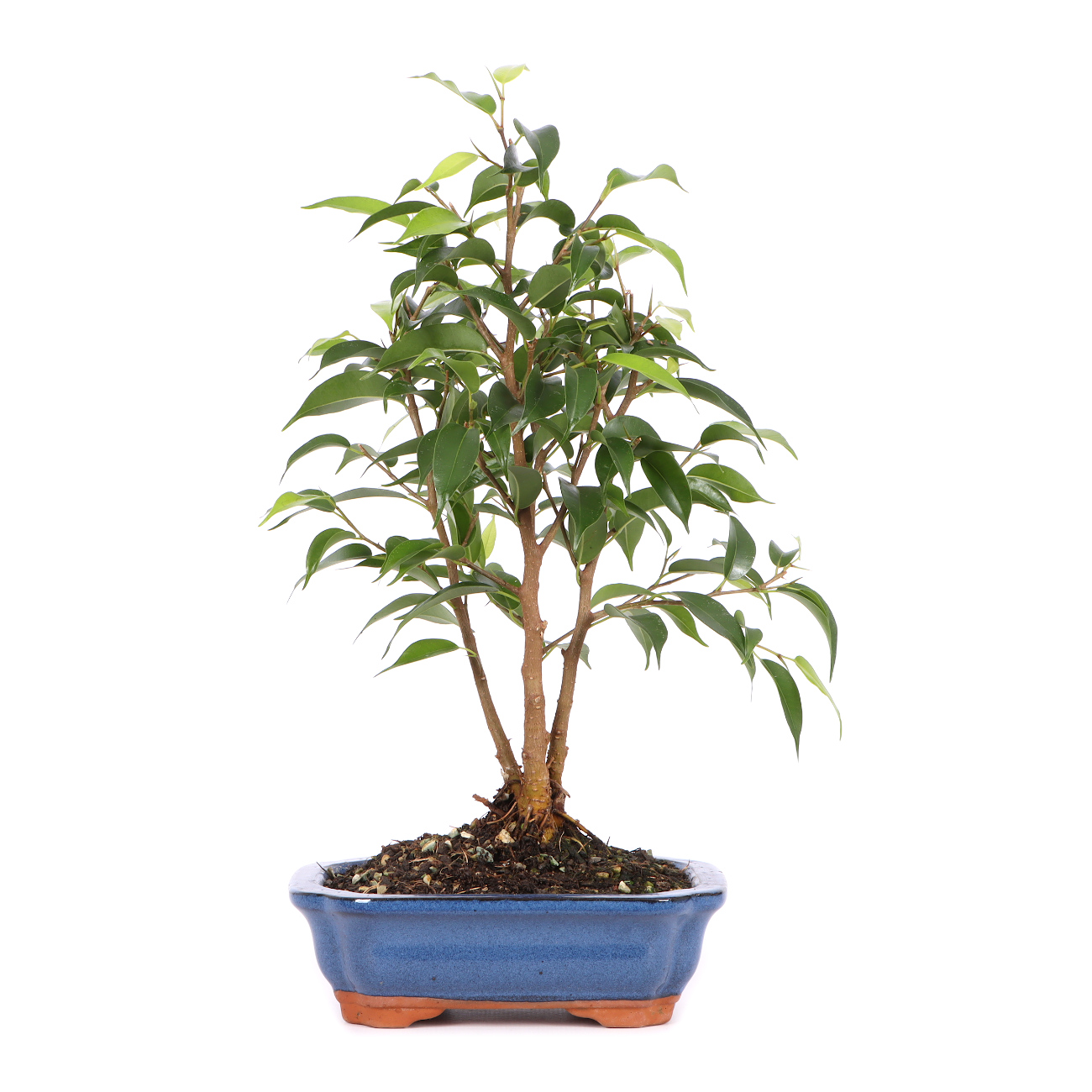 Ficus benjamina 'Natasja'