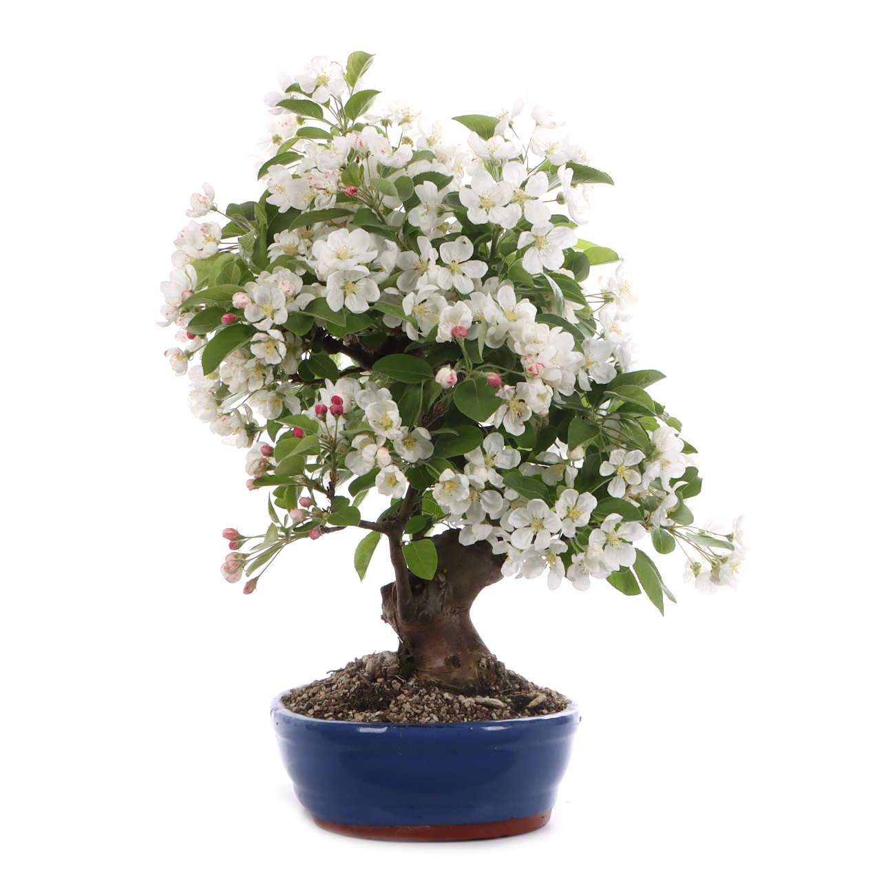 Malus spec.