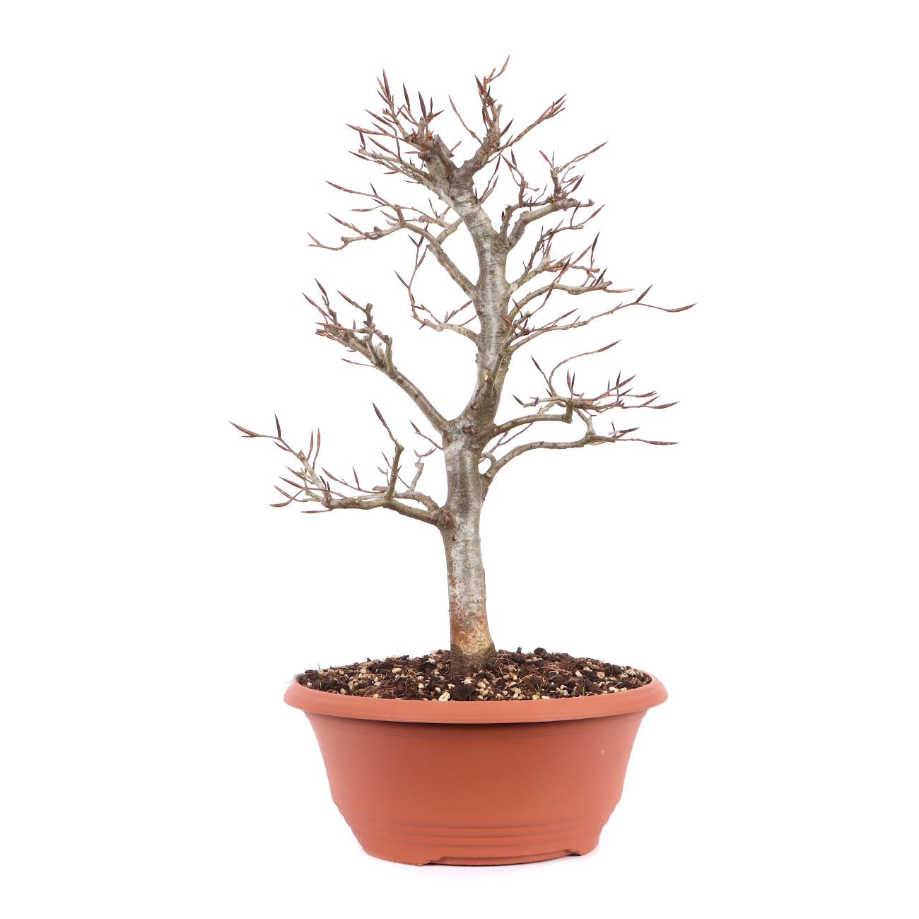 Fagus sylvatica f. purpurea