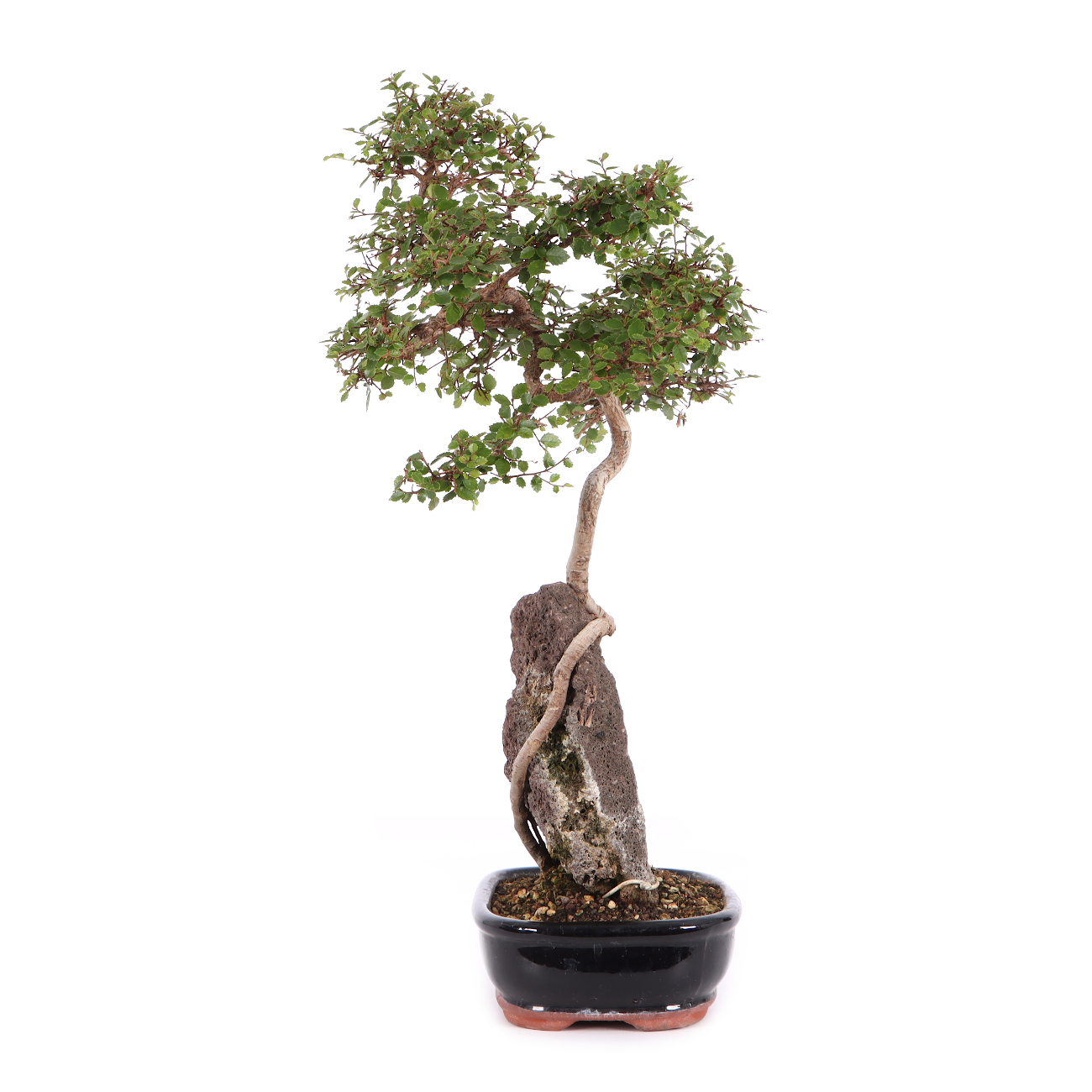 Ulmus parvifolia