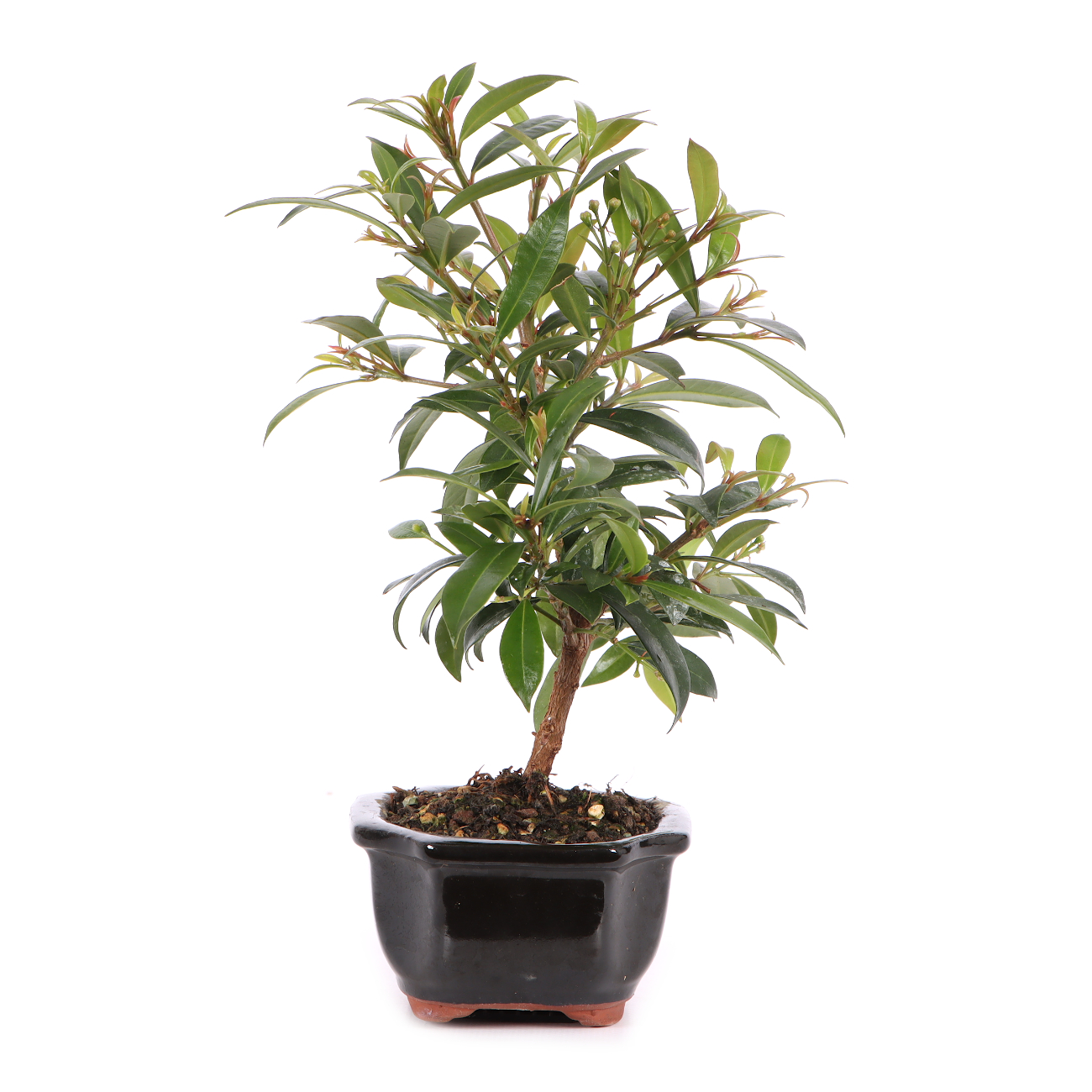 Syzygium paniculatum