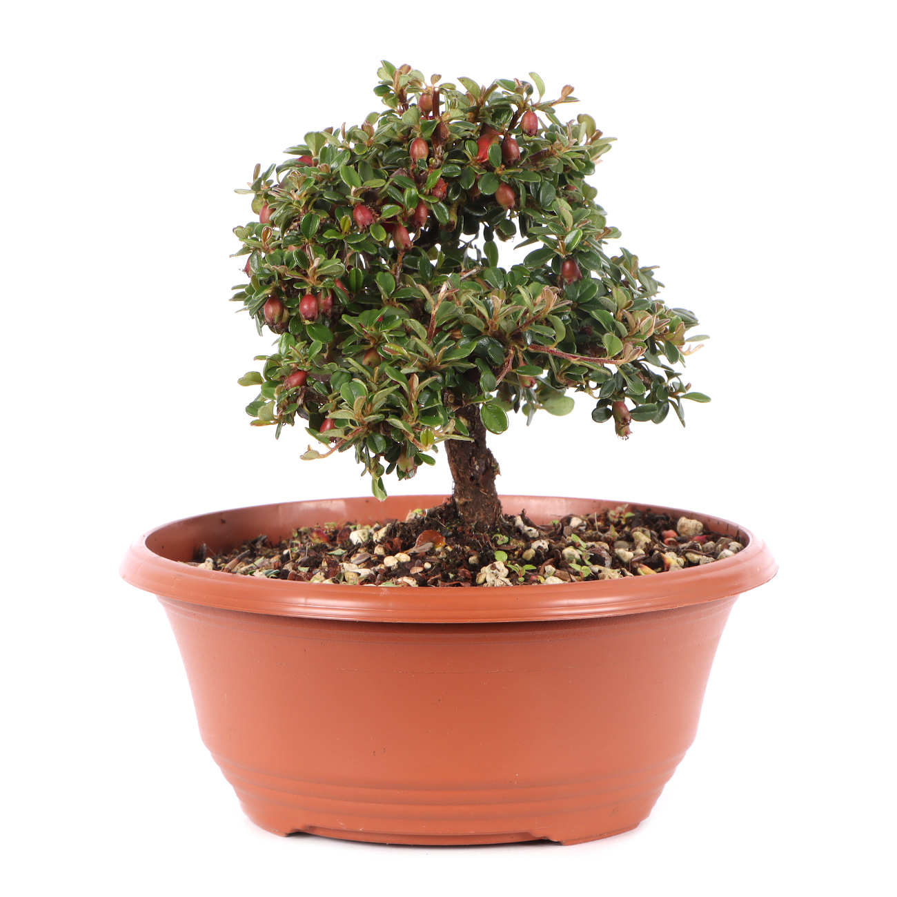 Cotoneaster microphyllus 'Cochleatus'