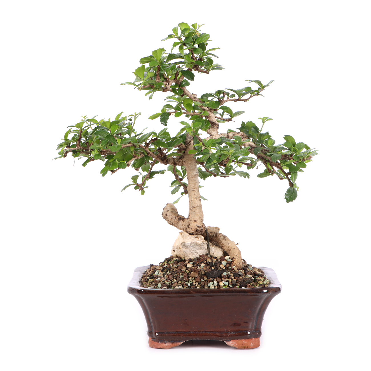Carmona microphylla
