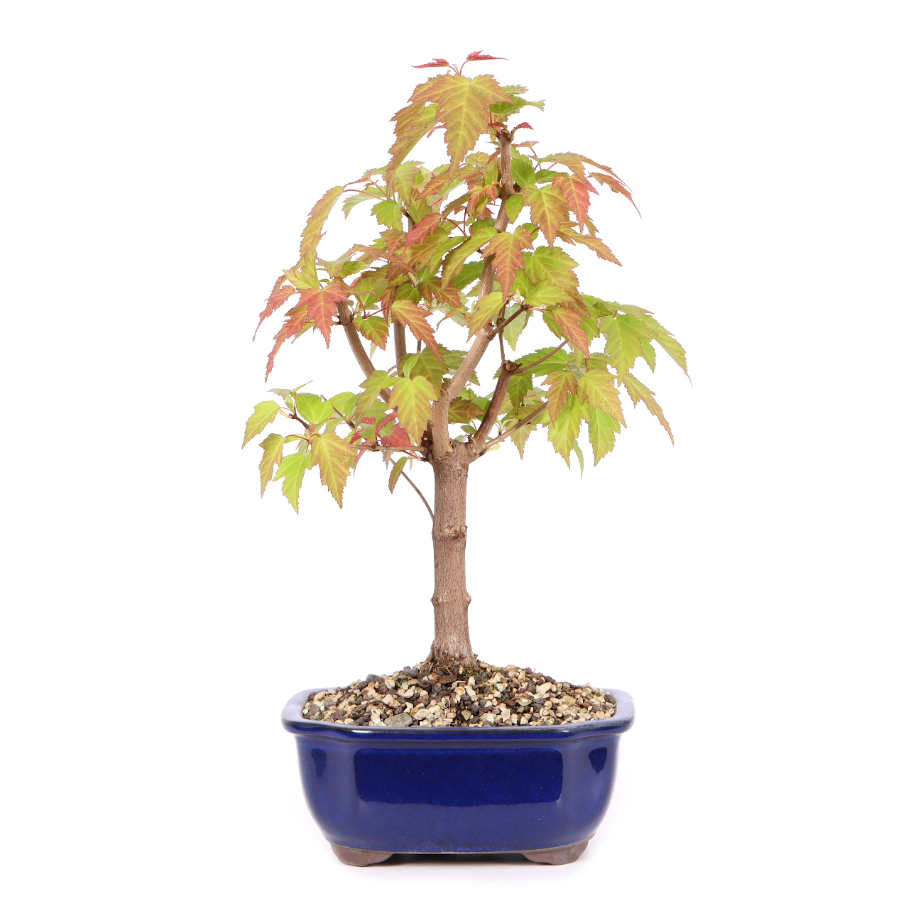 Acer ginnala