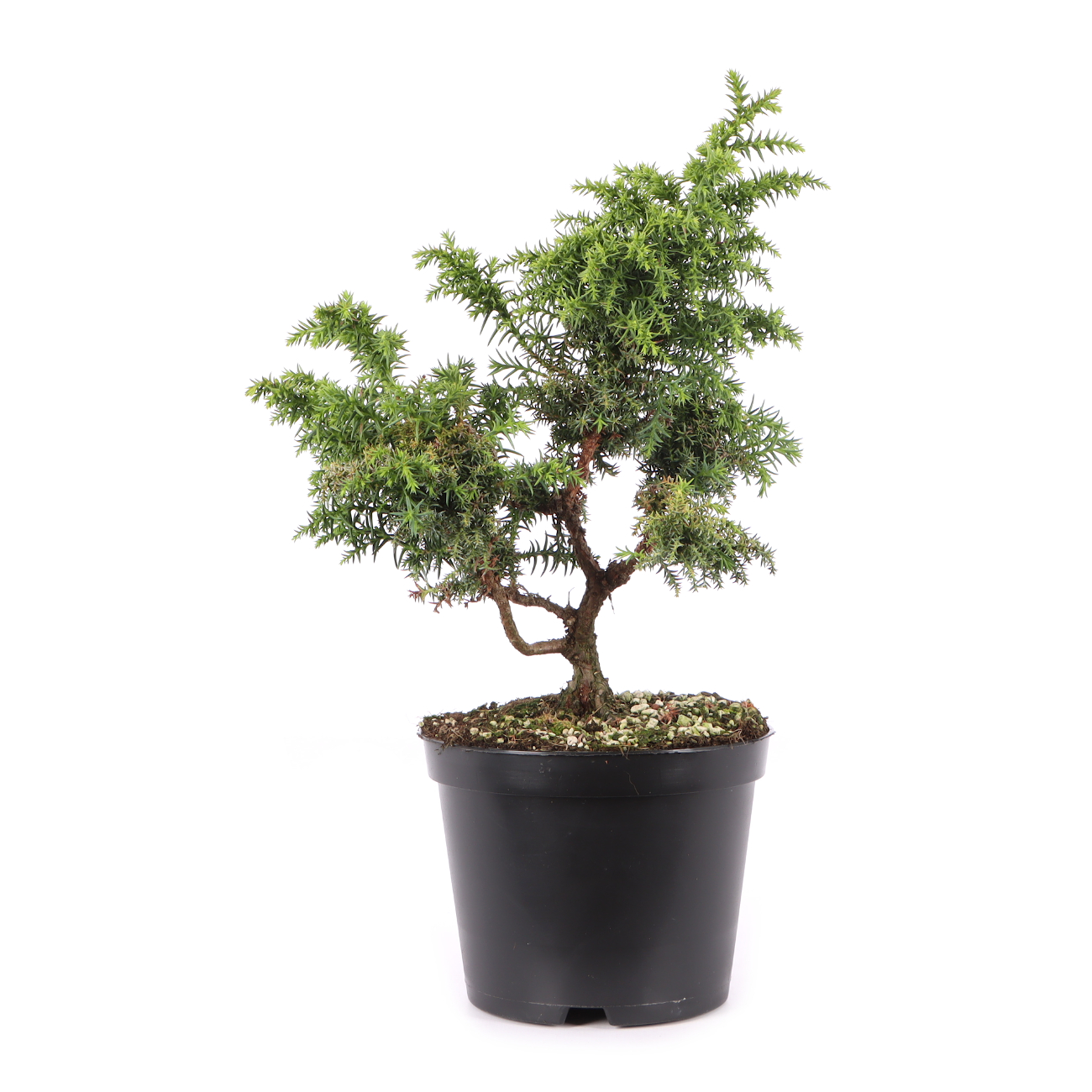 Cryptomeria japonica 'Yokohama'
