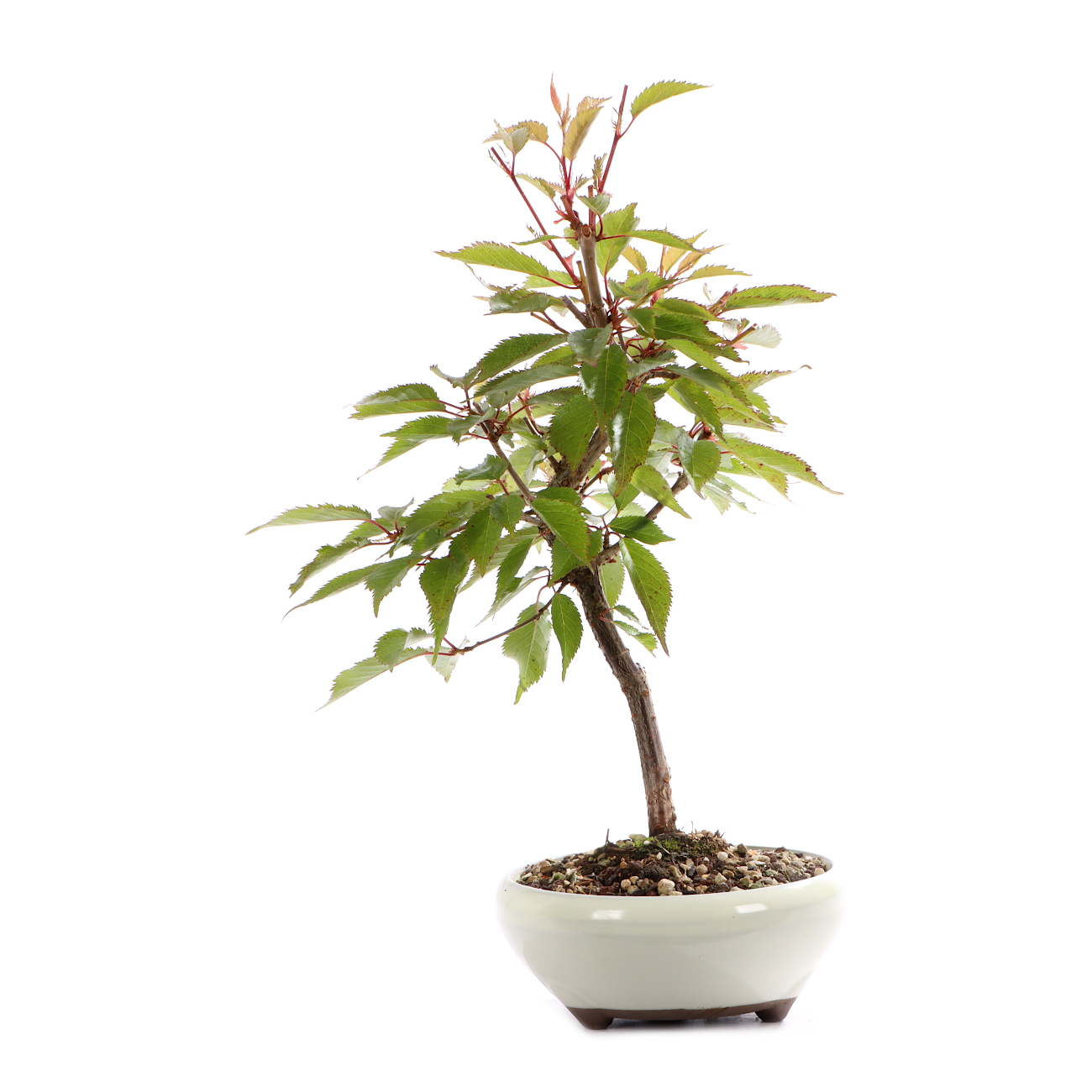Prunus incisa 'Paean'