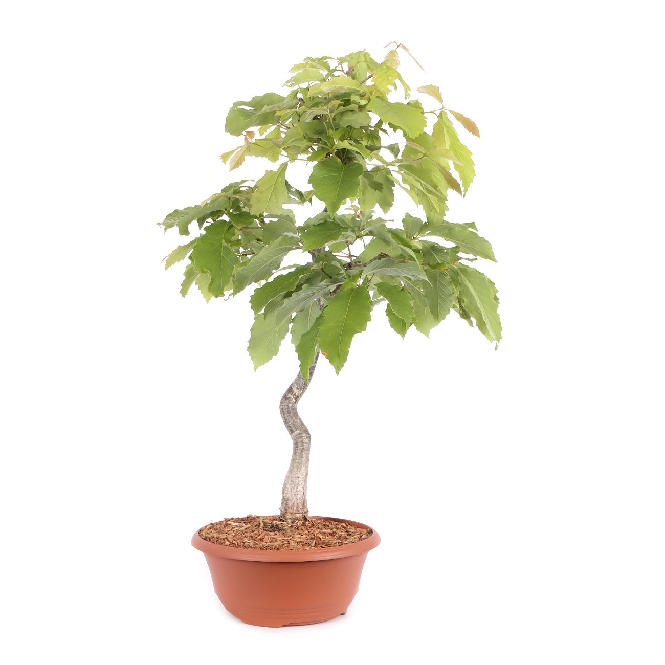 Quercus serrata