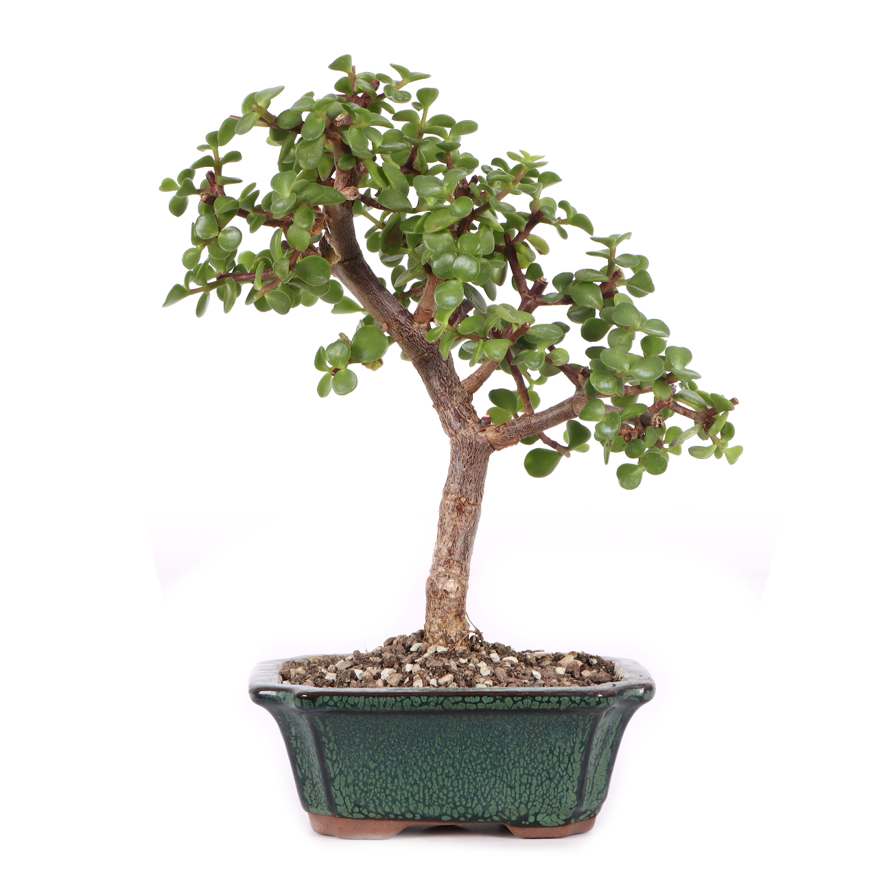 Portulacaria afra