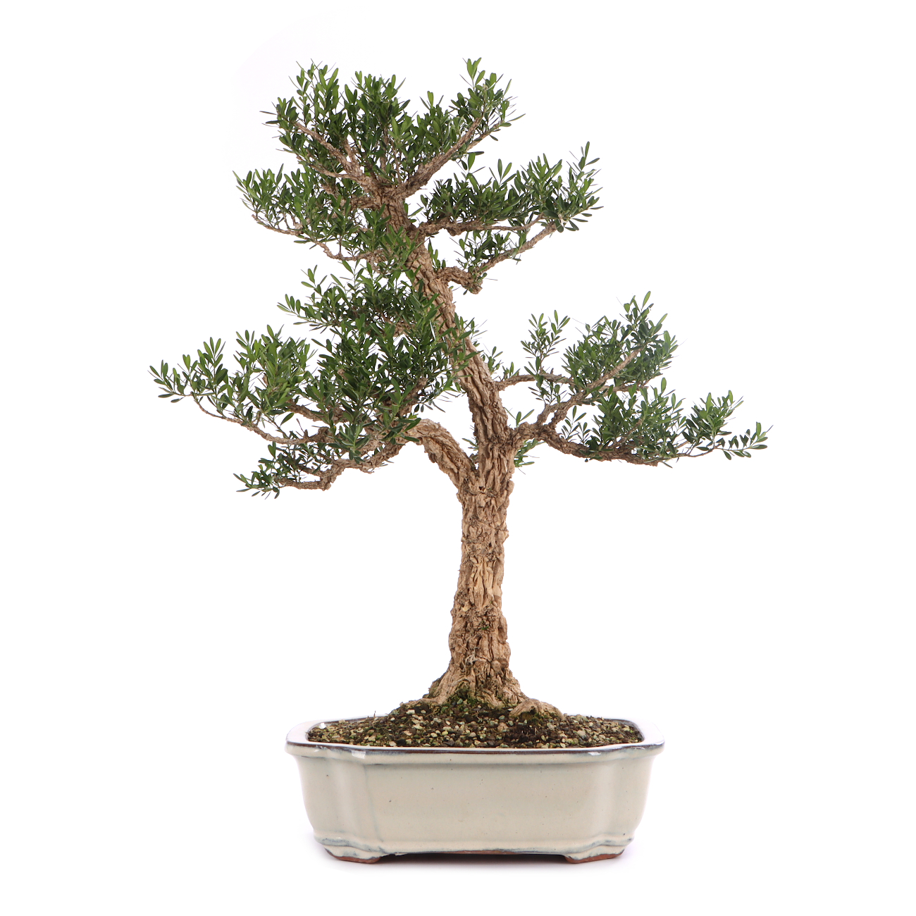 Buxus sinica var. sinica