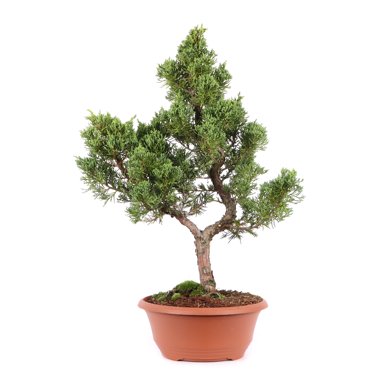 Juniperus chinensis