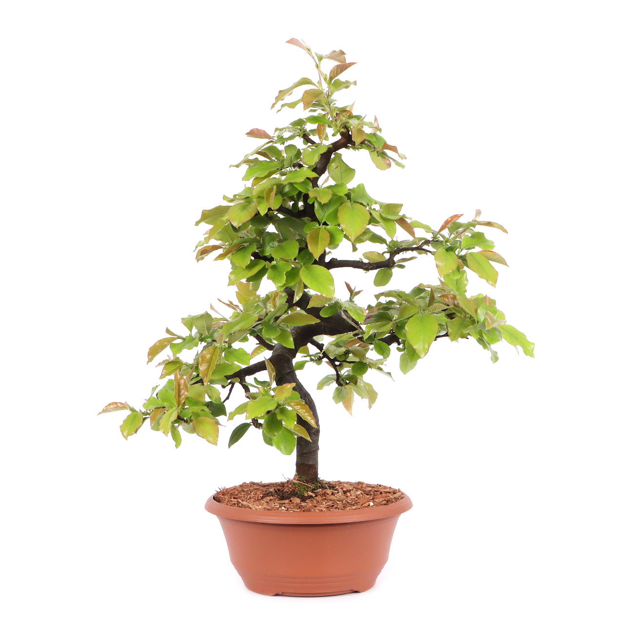 Pseudocydonia sinensis