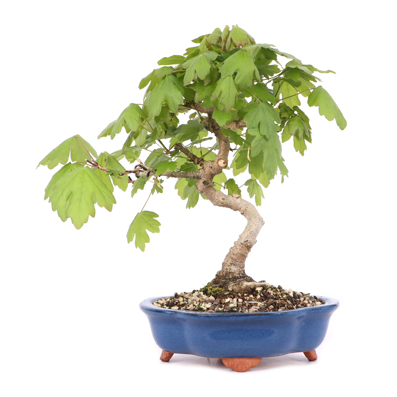 Acer campestre