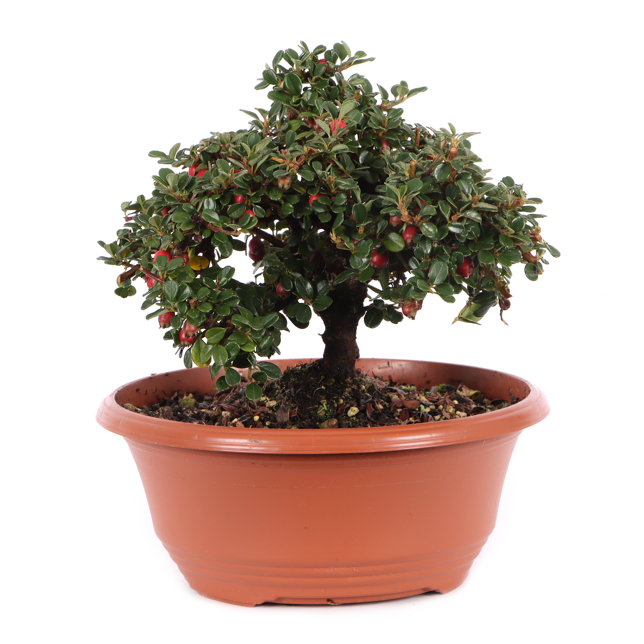 Cotoneaster microphyllus 'Cochleatus'