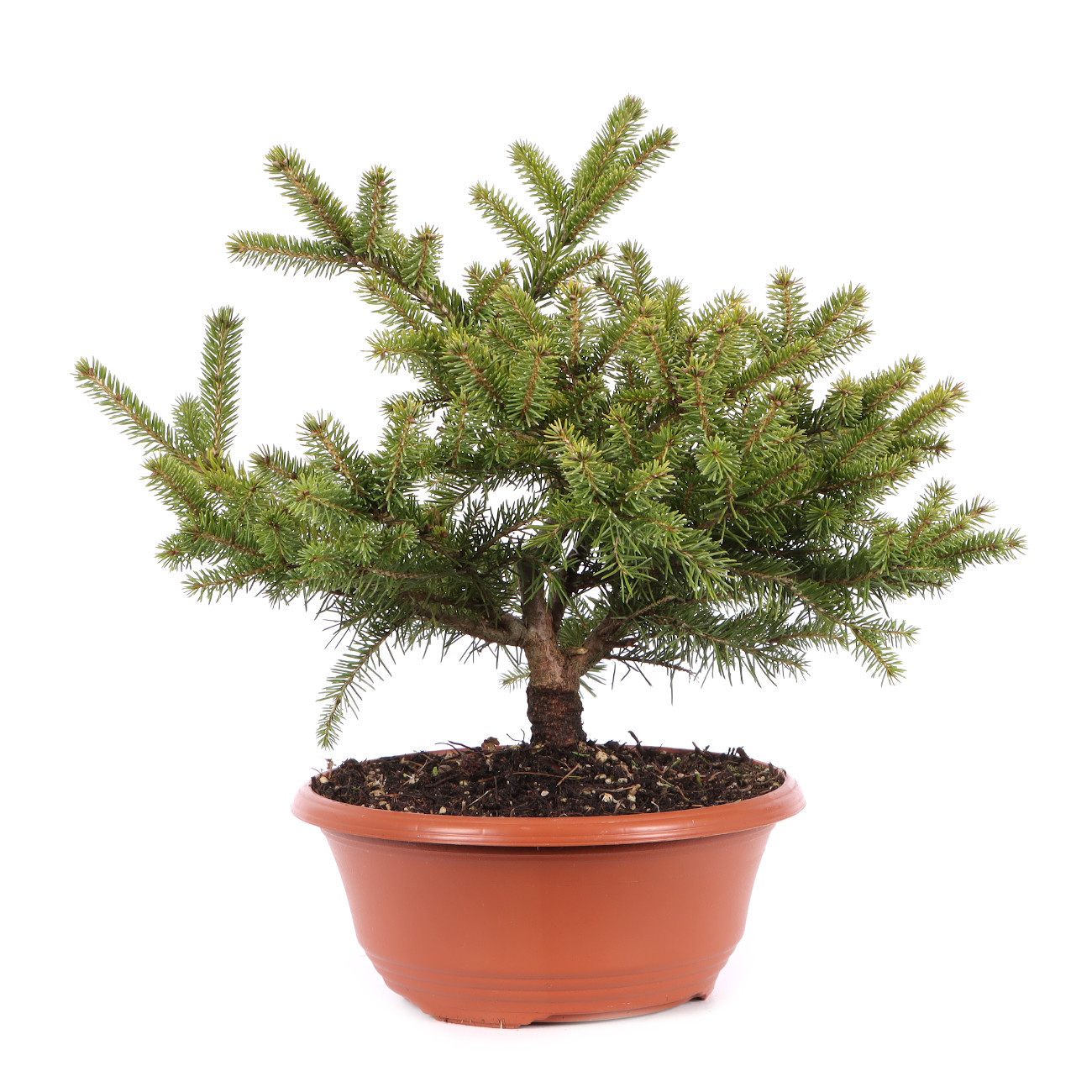 Picea orientalis
