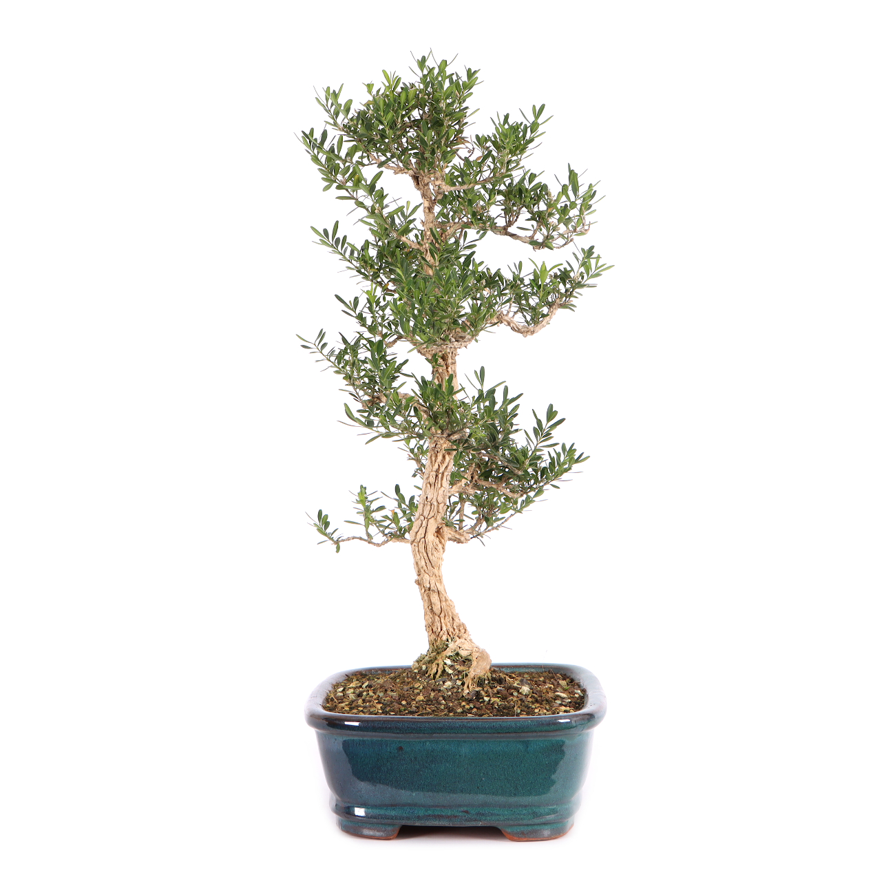 Buxus sinica var. sinica