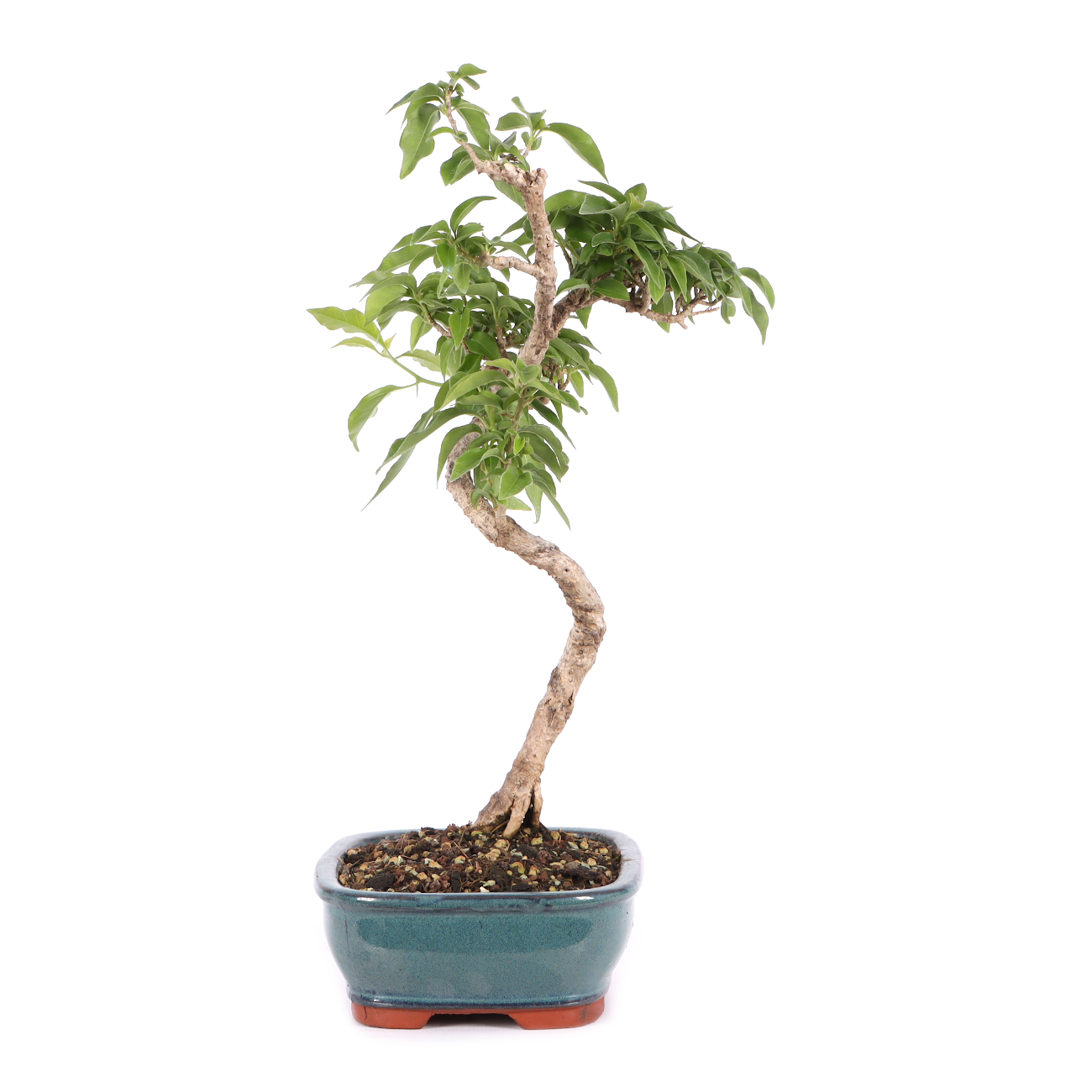 Bougainvillea glabra
