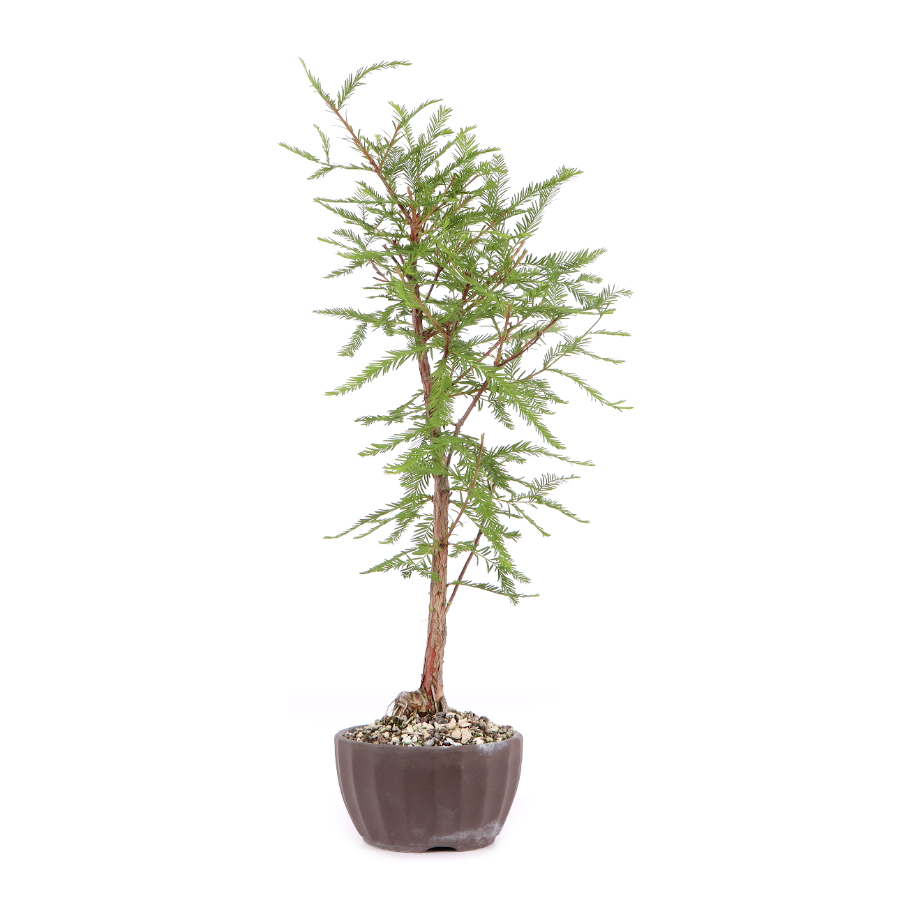Taxodium distichum