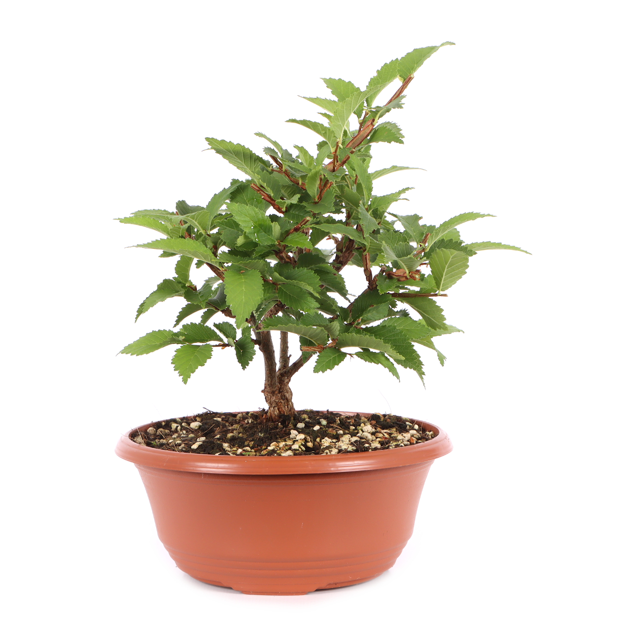 Ulmus minor var.