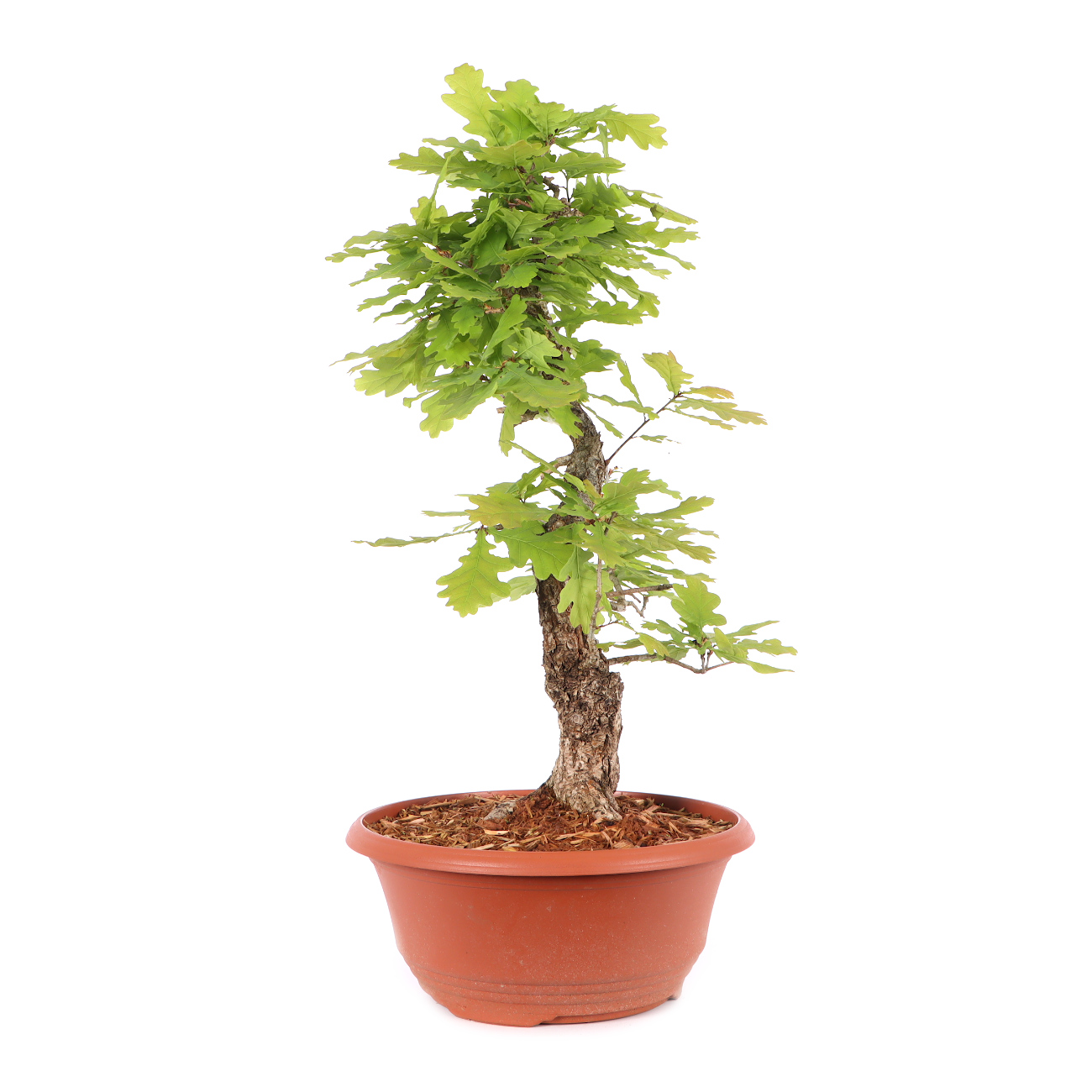 Quercus robur