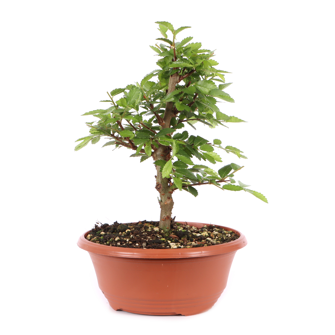 Ulmus japonica
