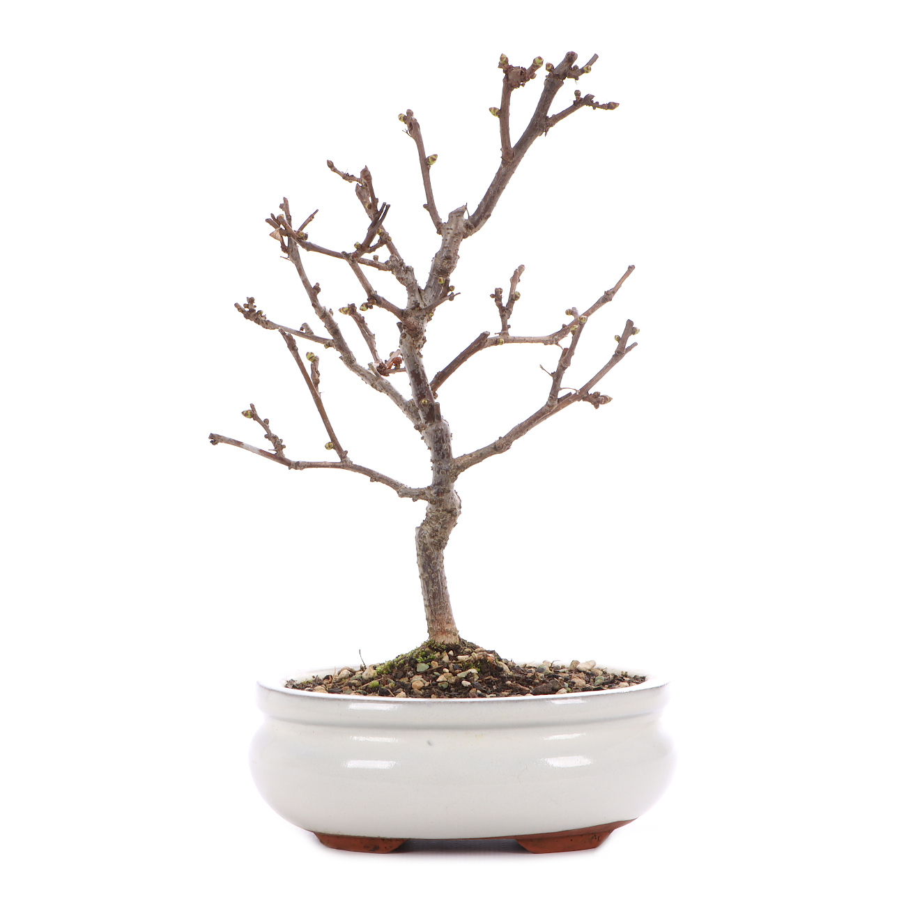 Celastrus orbiculatus